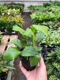 Calathea 'Musaica' - 4" Pot