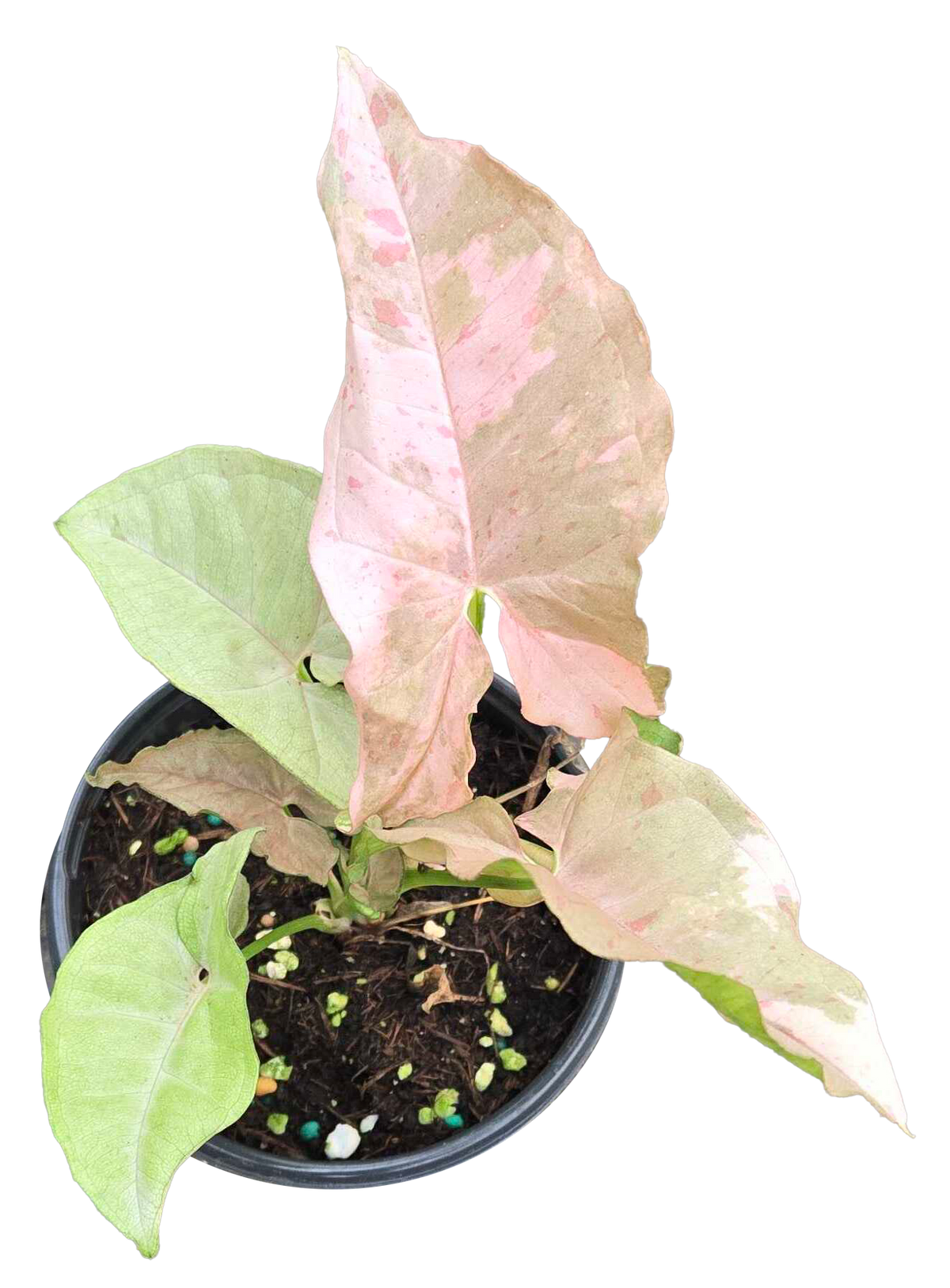 Syngonium Double Pink 4 inch Grower Pot