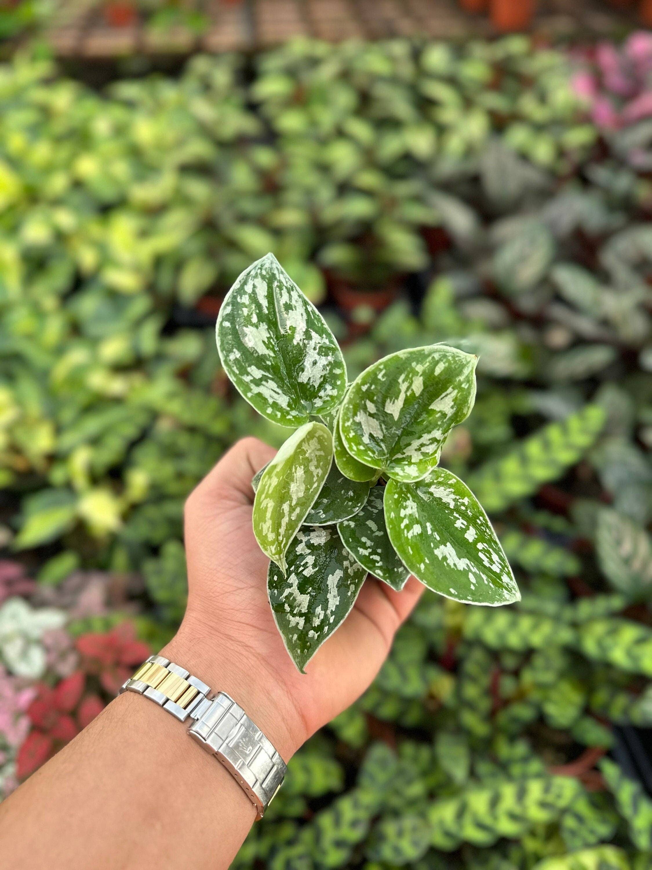 Satin Pothos - Scindapsus Pictus Argyraeus - 2"
