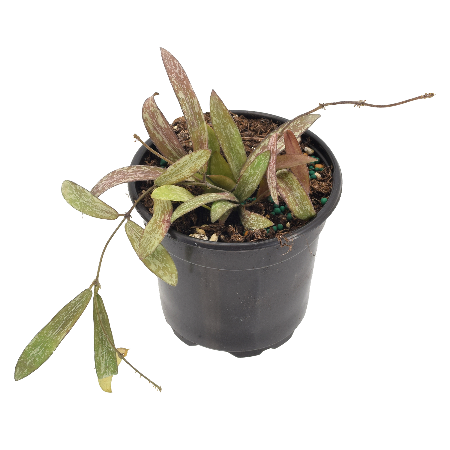 Hoya Sigillatis