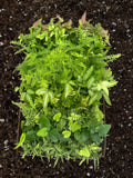 PIXIE Fern Assortment Live Plant 2.5in