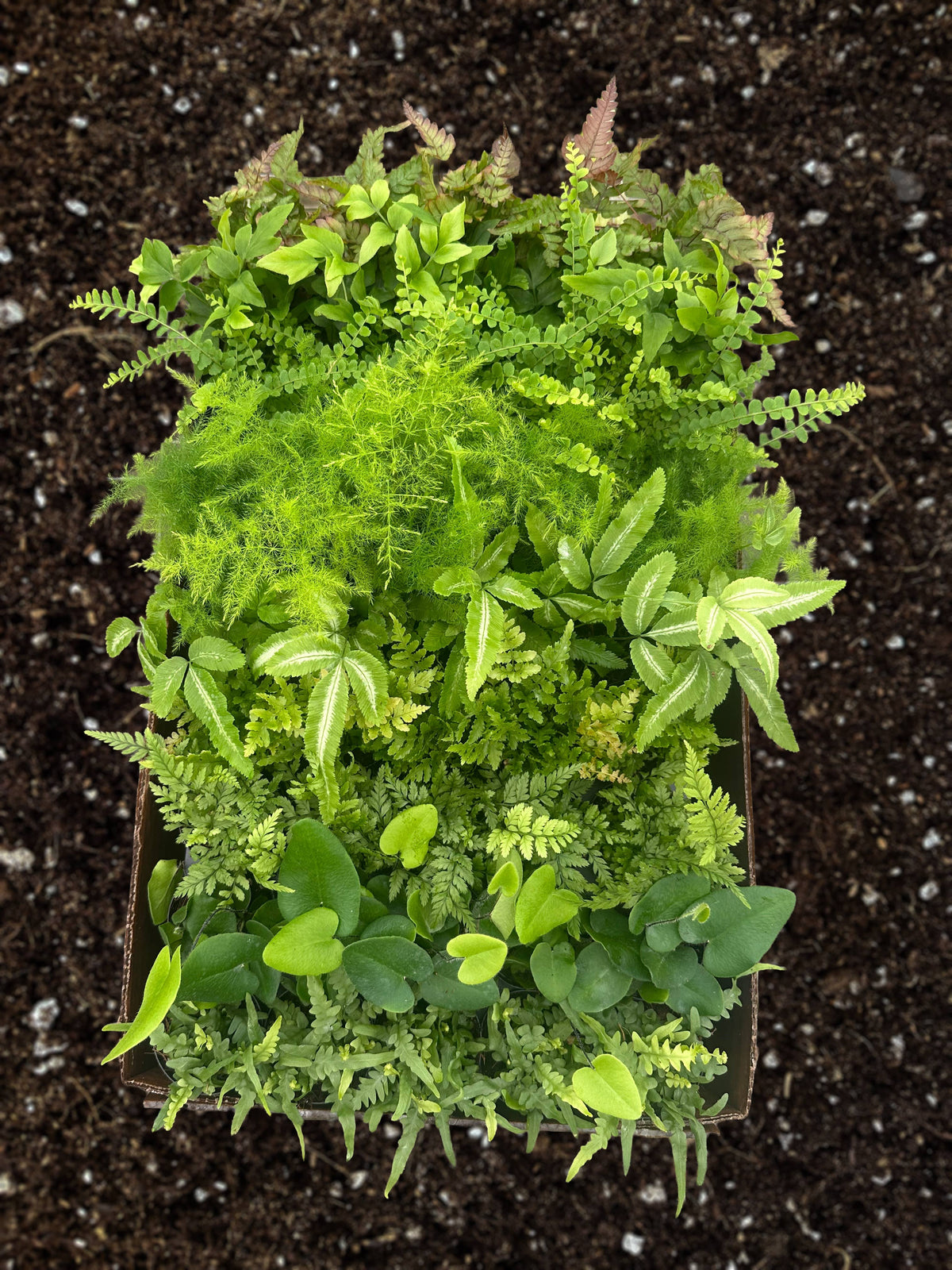 PIXIE Fern Assortment Live Plant 2.5in