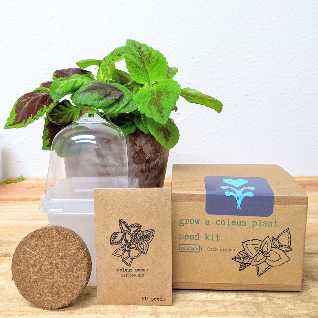 Houseplant Seed Kit