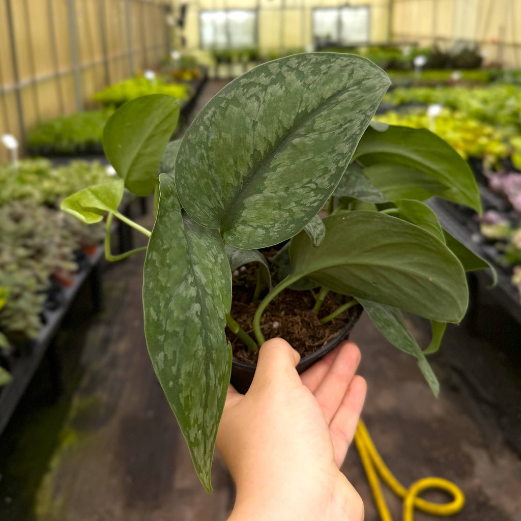 Scindapsus Mount Salak - 6" Live Plant