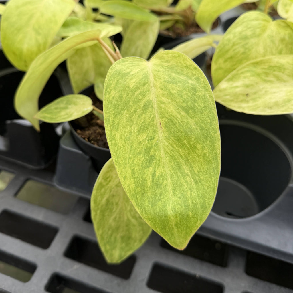 Painted Lady Philodendron - Live Plant - Rare