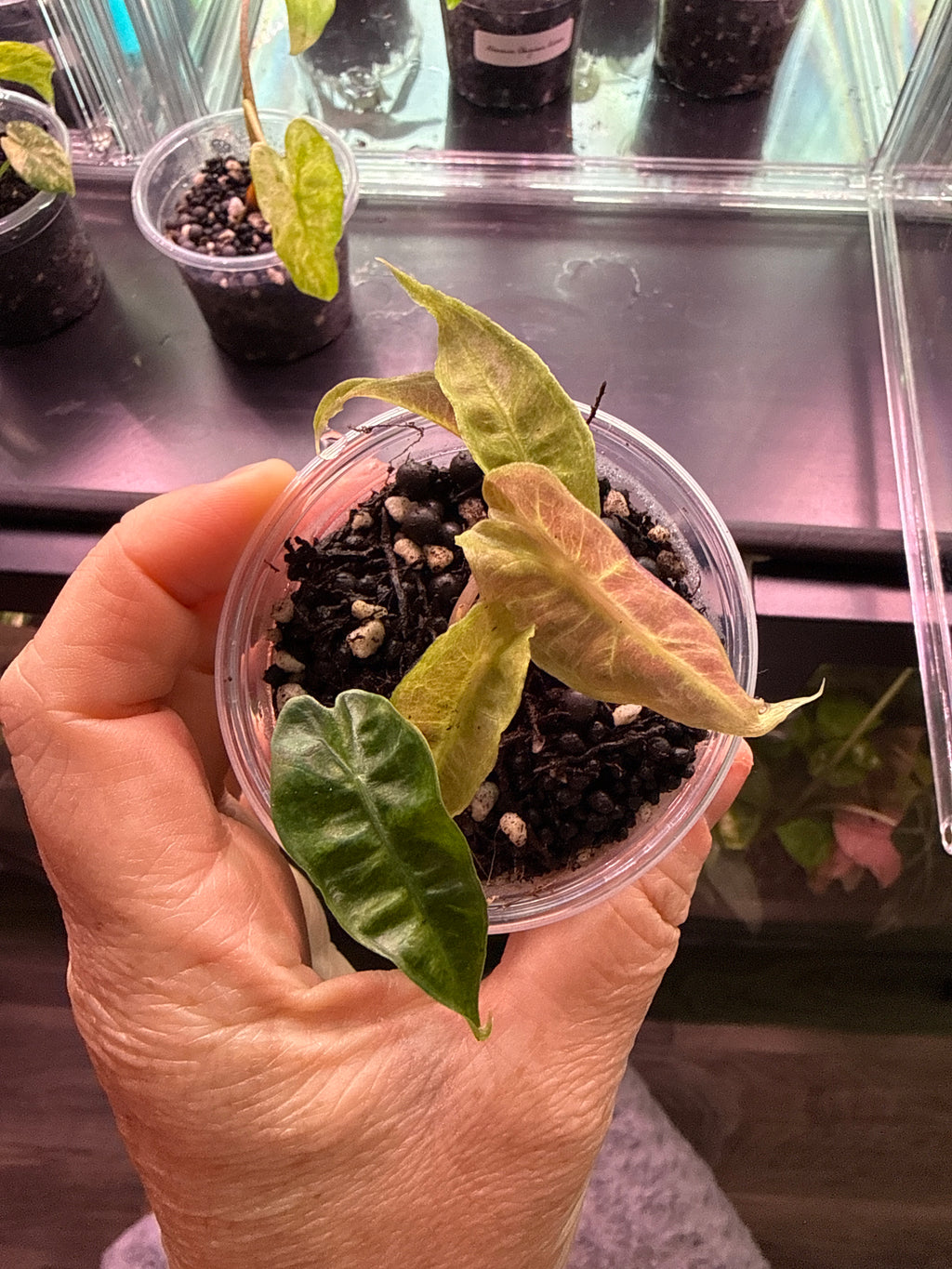 Alocasia “ Pink Polly Superb” Variegata