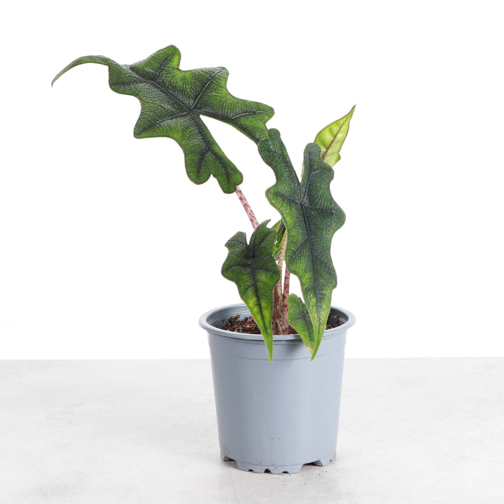 Alocasia Jacklyn - 4" Live Plant - RARE