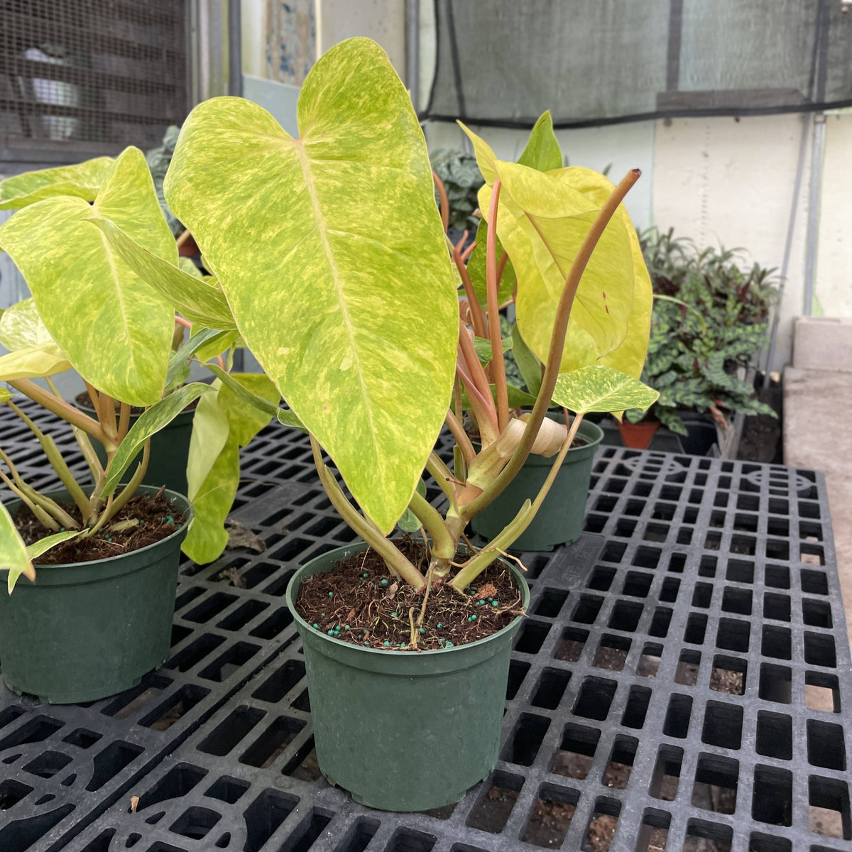 Painted Lady Philodendron - Live Plant - Rare