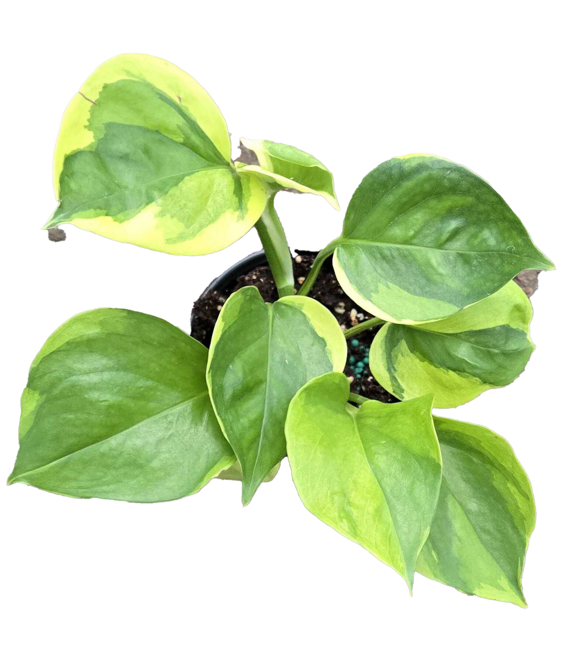 Epipremnum Poonsin Manjula 4 inch Grower Pot