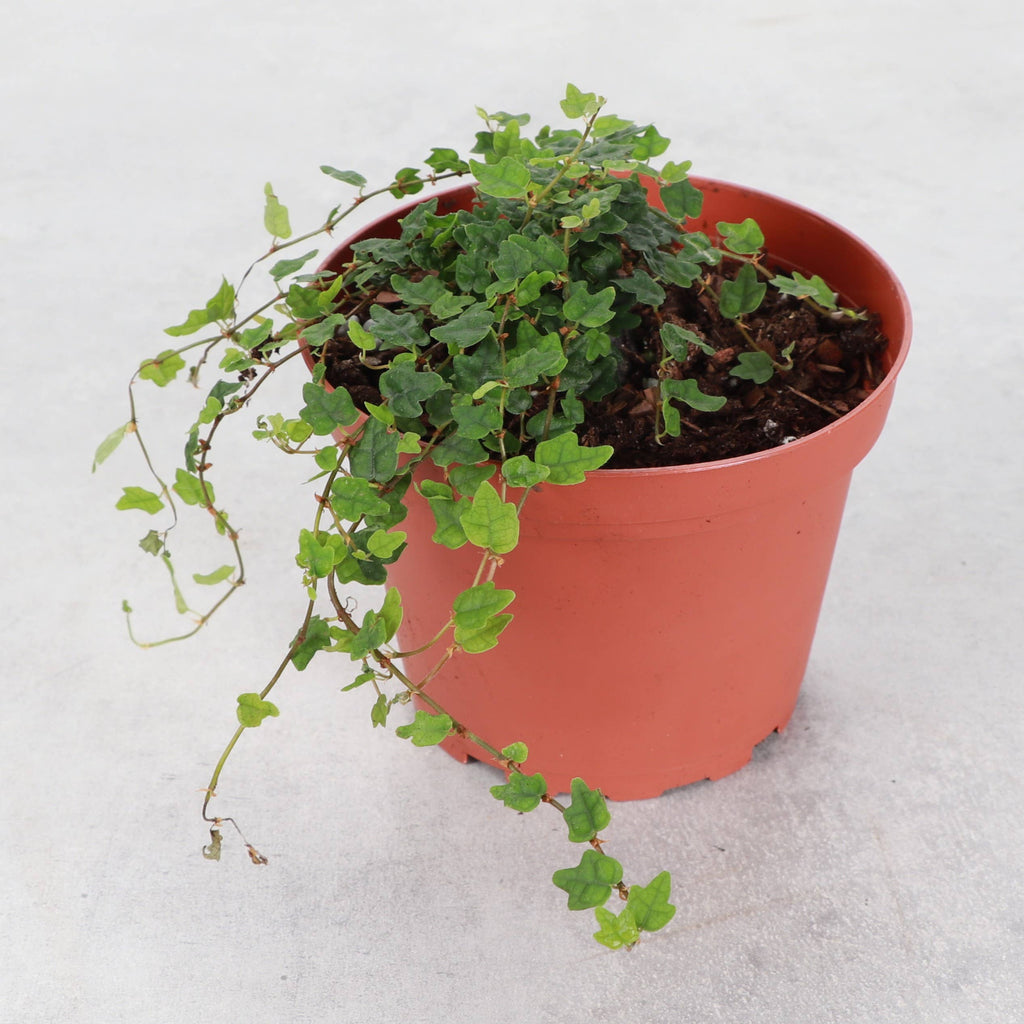 String of Frogs Plant - Creeping Fig - 4" Live Plant