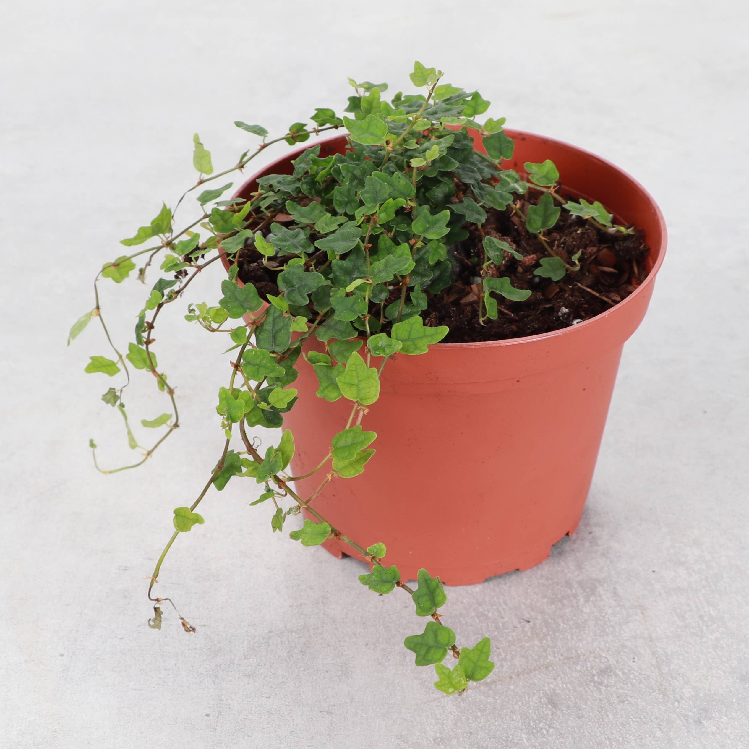 String of Frogs Plant - Creeping Fig - 4" Live Plant
