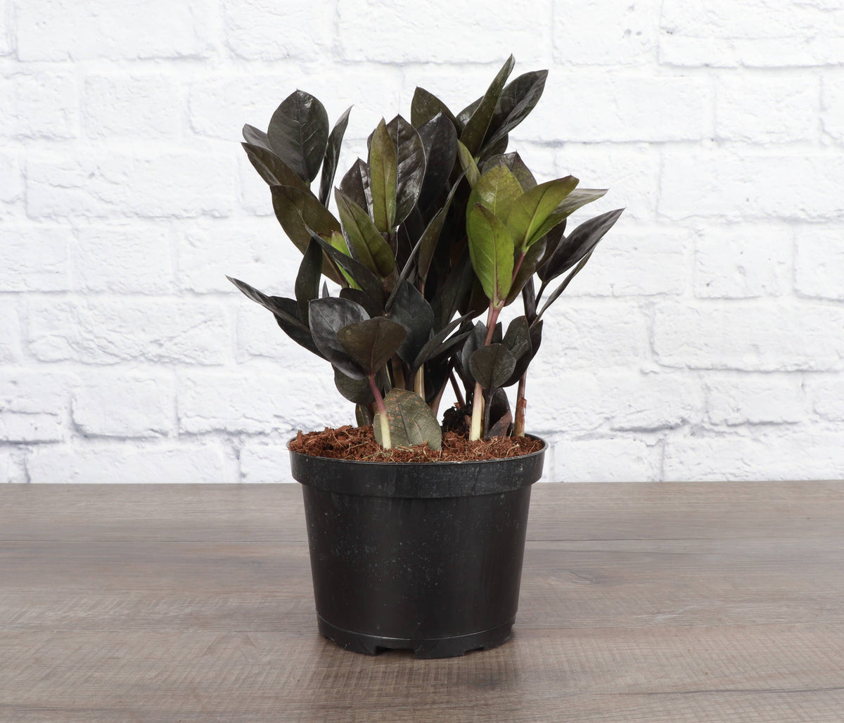 Black Raven ZZ Plant - Live Plant
