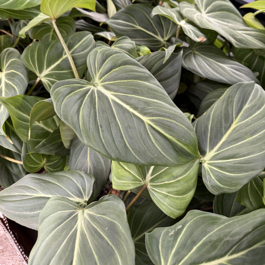 Philodendron Gloriosum Dark Form - 6" Live Plant