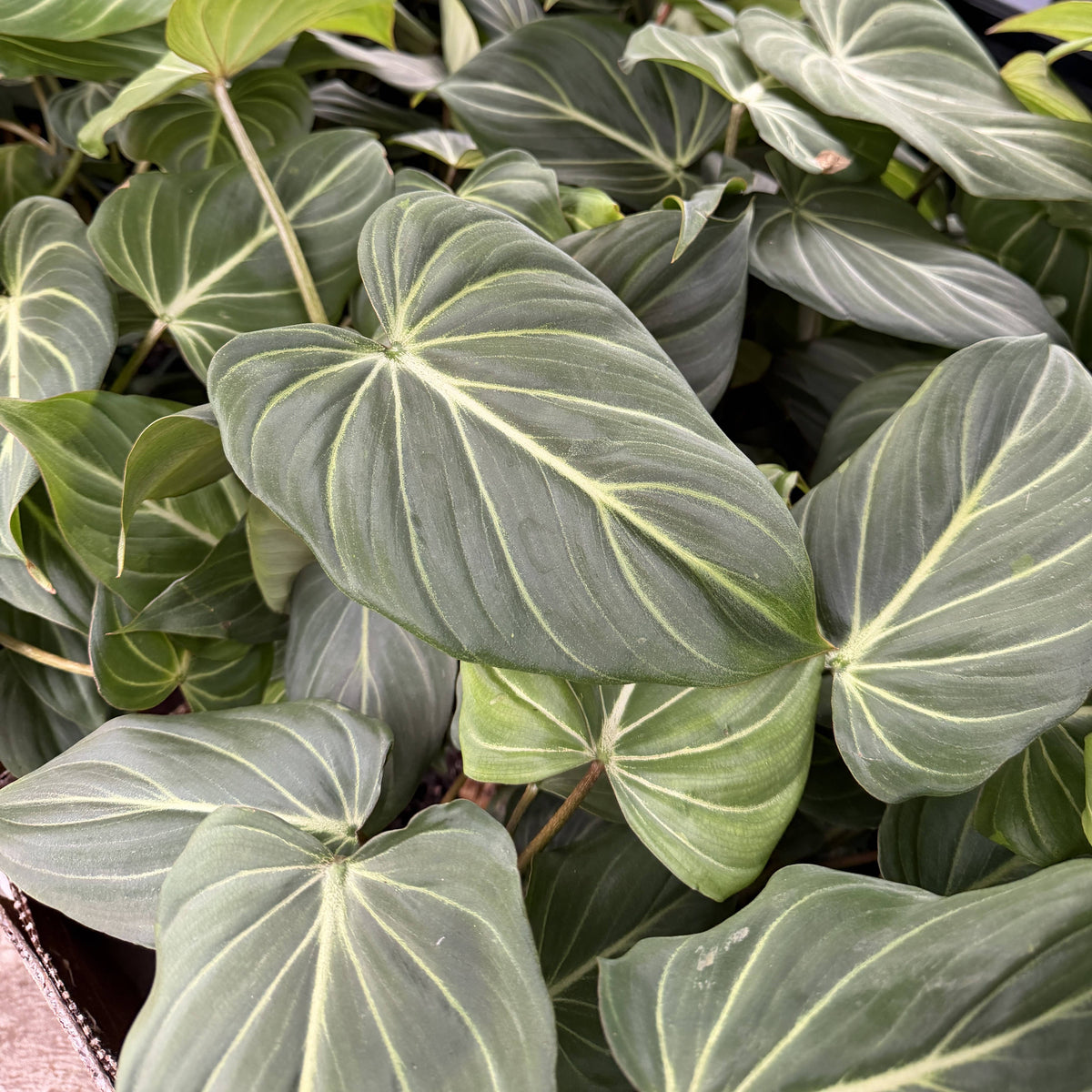 Philodendron Gloriosum Dark Form - 6" Live Plant