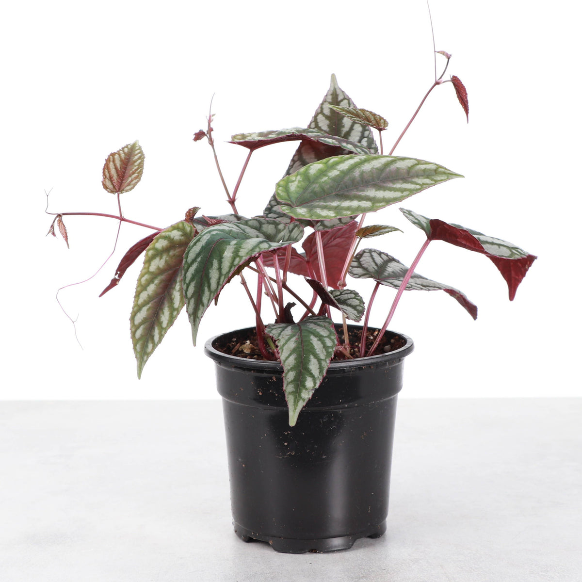 Cissus Discolor - Rex Begonia Vine - Live Plant