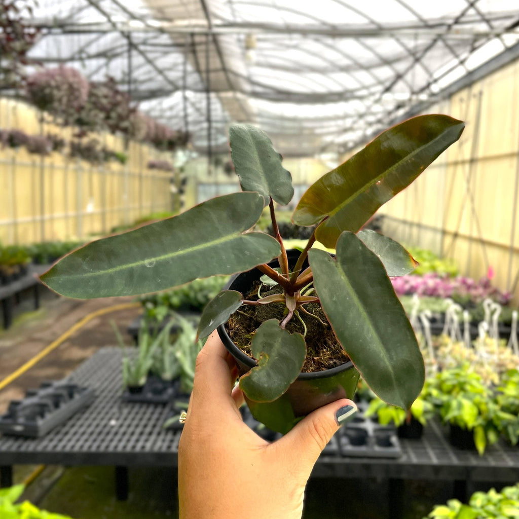 Black Form Philodendron Billietiae - Live Plant - Rare