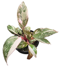 Philodendron Pink Princess Galaxy 4in Grow Pot