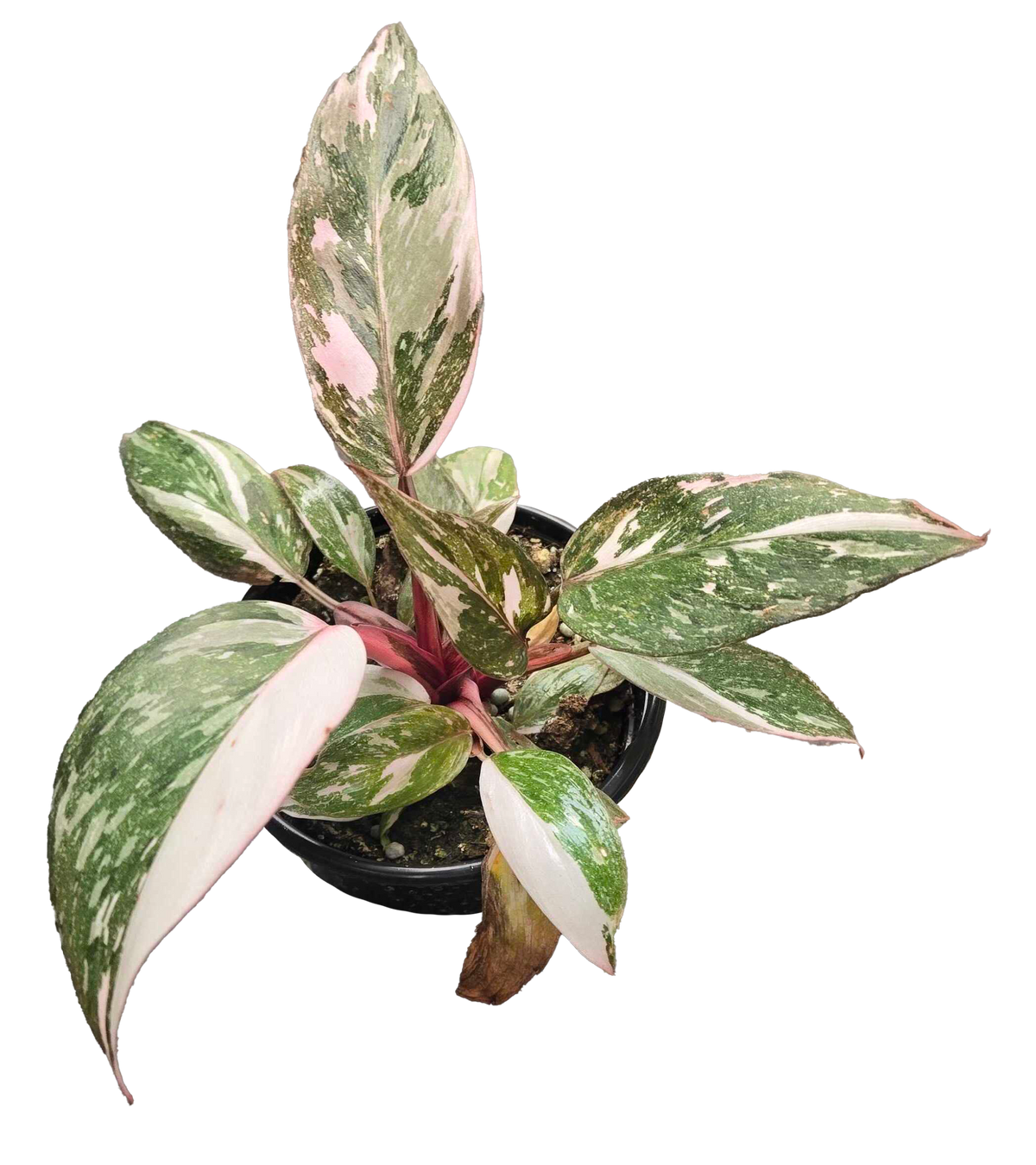 Philodendron Pink Princess Galaxy 4in Grow Pot