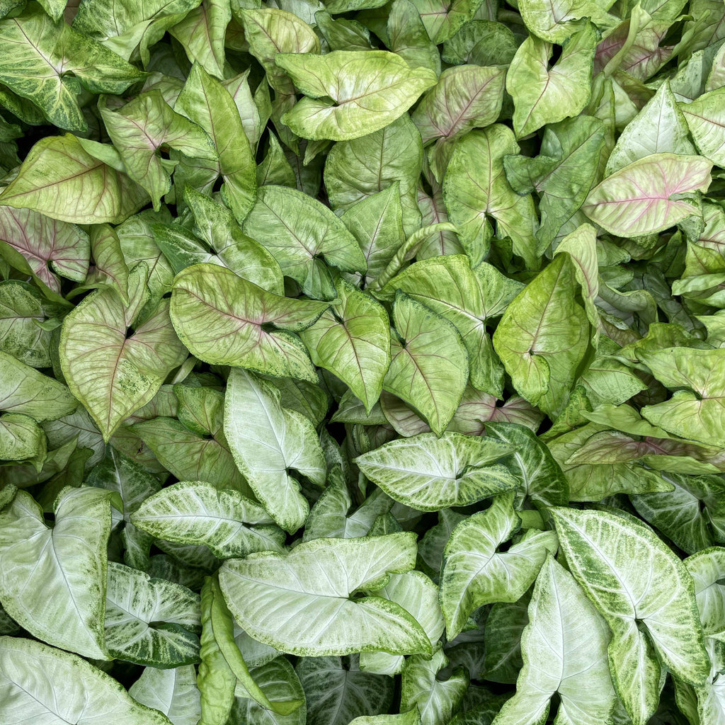 Assorted Butterfly Syngonium - Live Plant