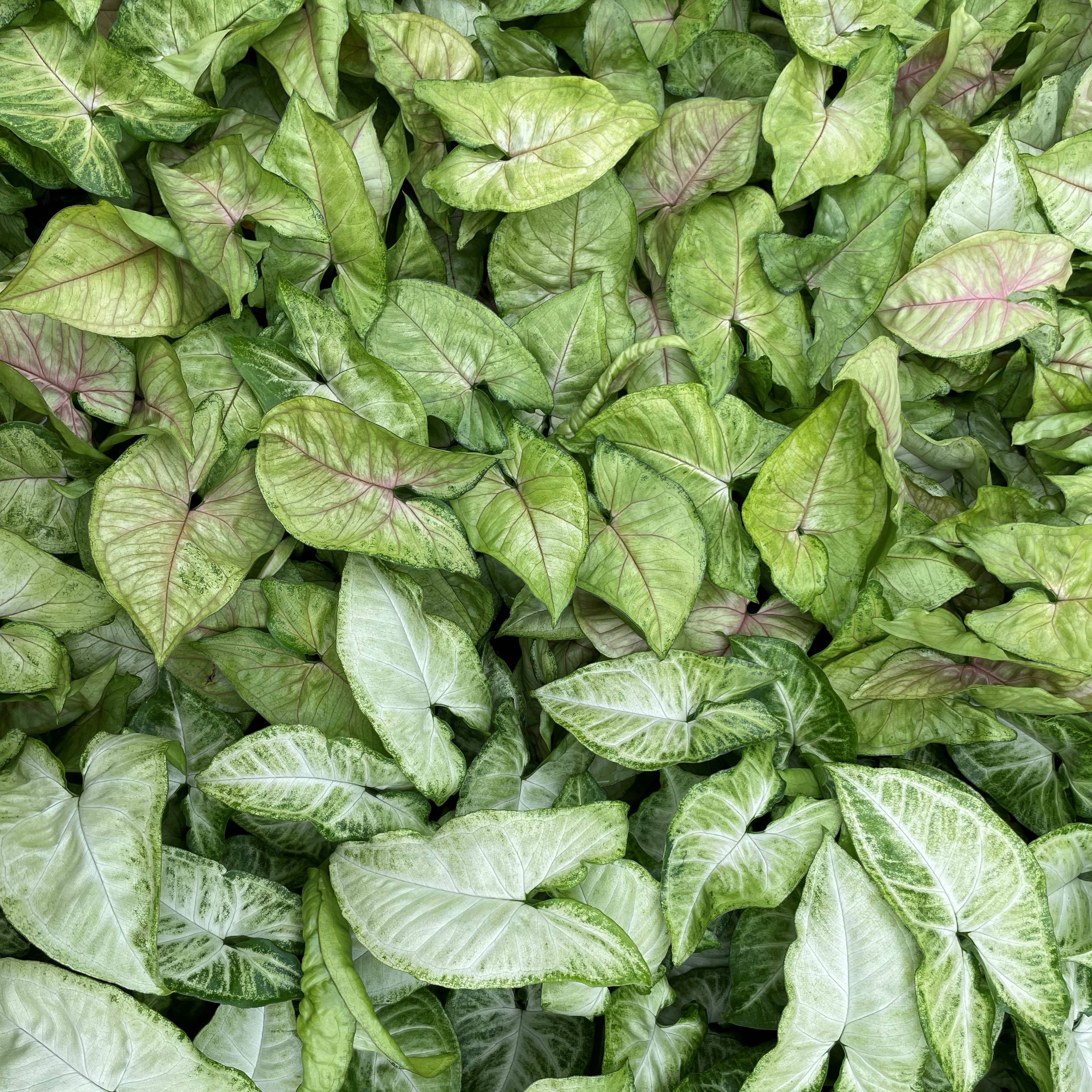 Assorted Butterfly Syngonium - Live Plant