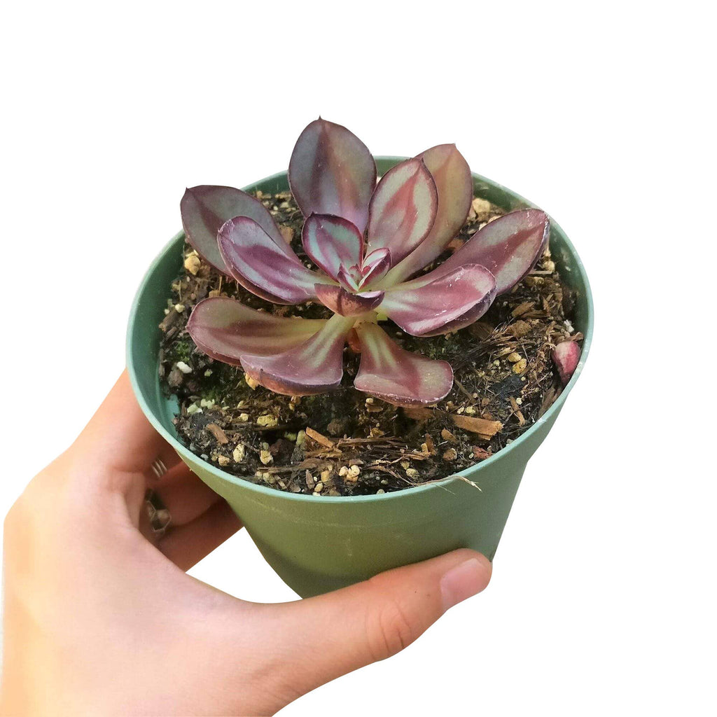 Painted Echeveria Nodulosa