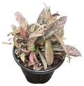 Hoya Sigillatis