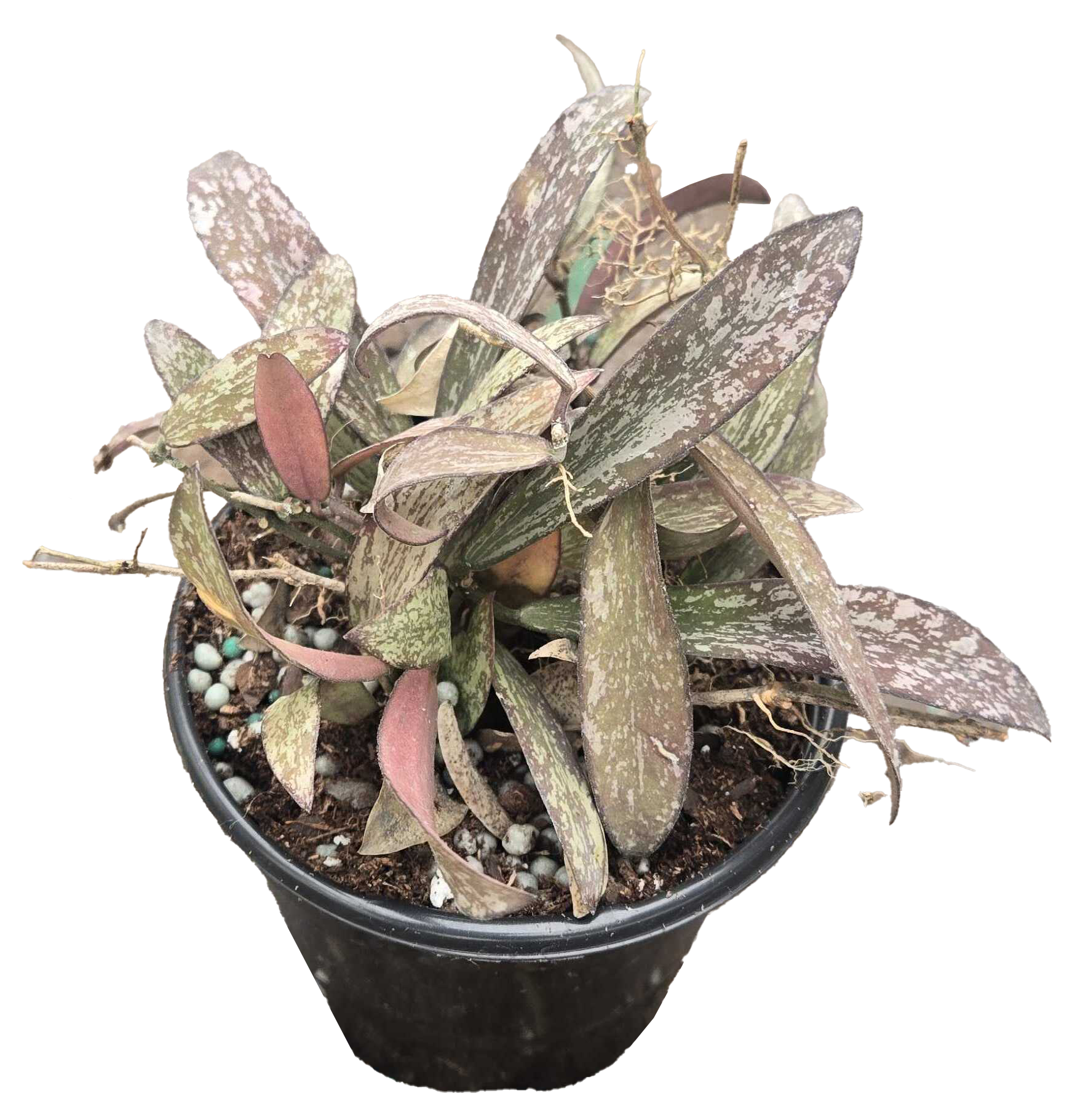 Hoya Sigillatis