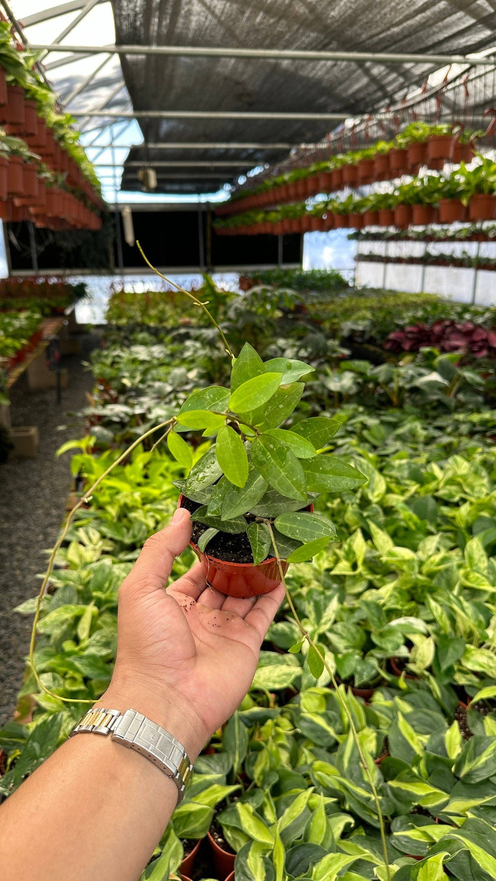 Hoya Elliptica (Turtle Shell Hoya) - 4" from MyPlants