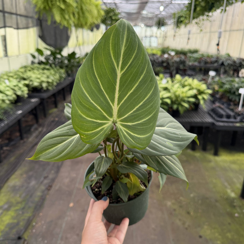 Philodendron Gloriosum Dark Form - 6" Live Plant