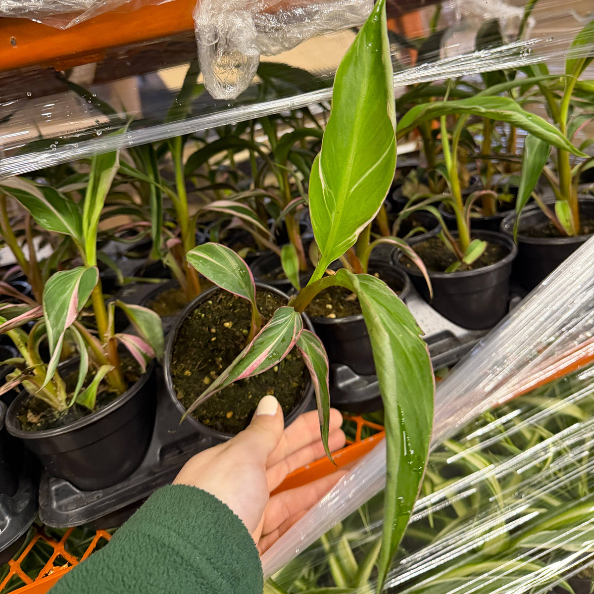 Pink Variegated Banana - Musa Nono Specimen - 4" Live Plant