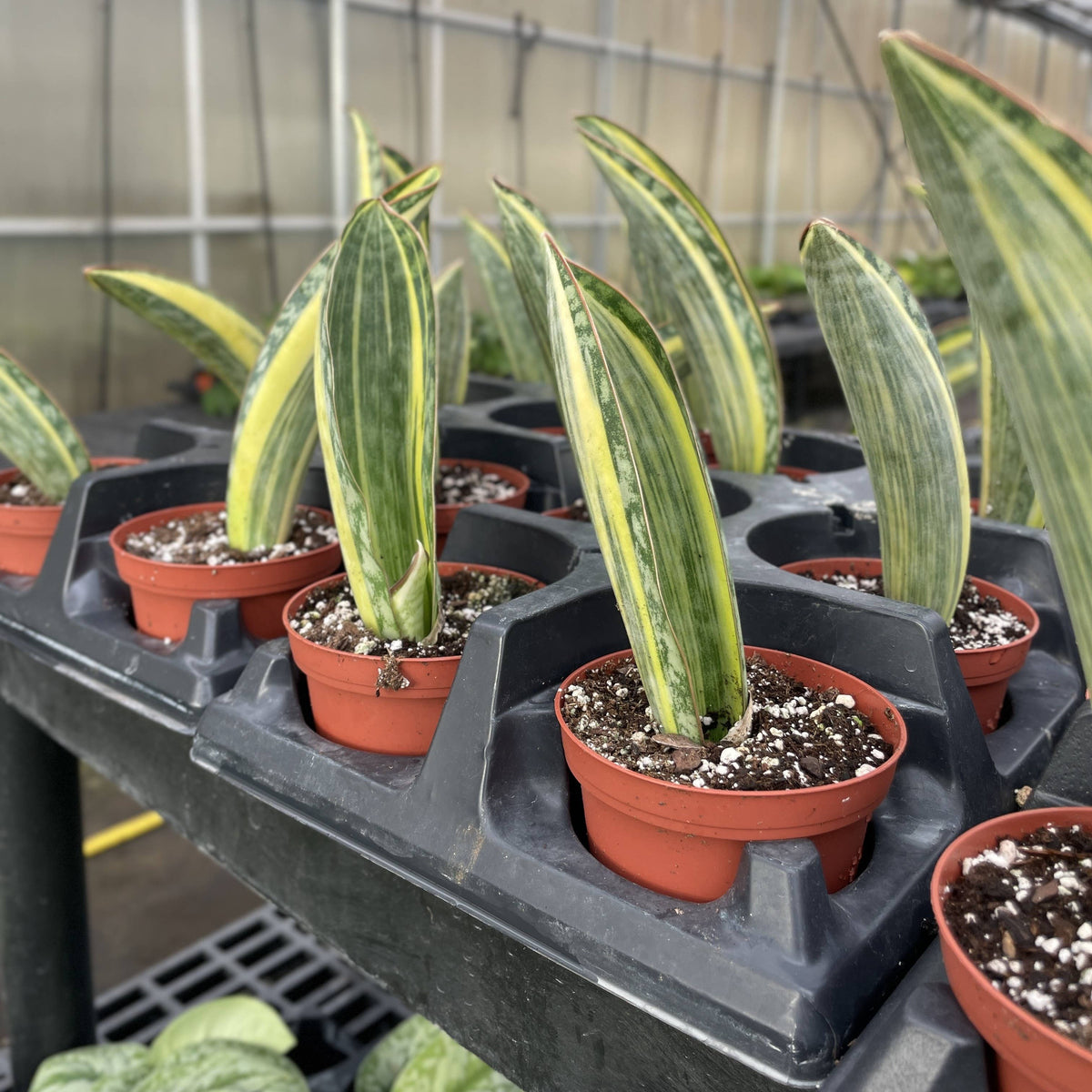 Variegated Whale Fin Snake Plant - Live Plant - Rare