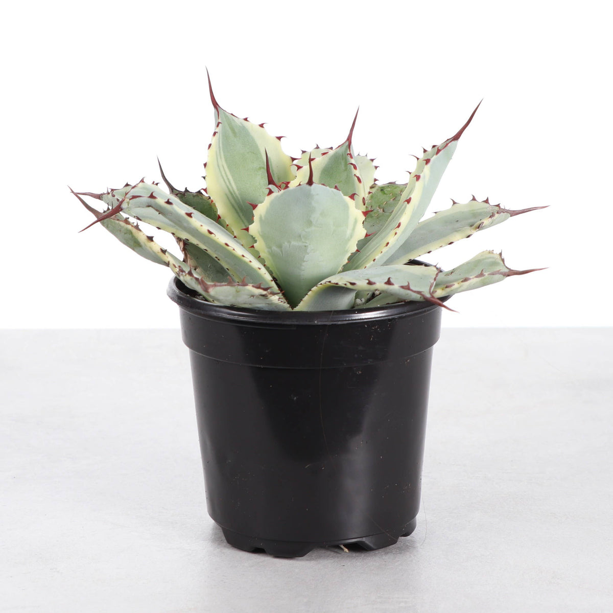 Agave Titanota Ice Queen - 4" Live Plant