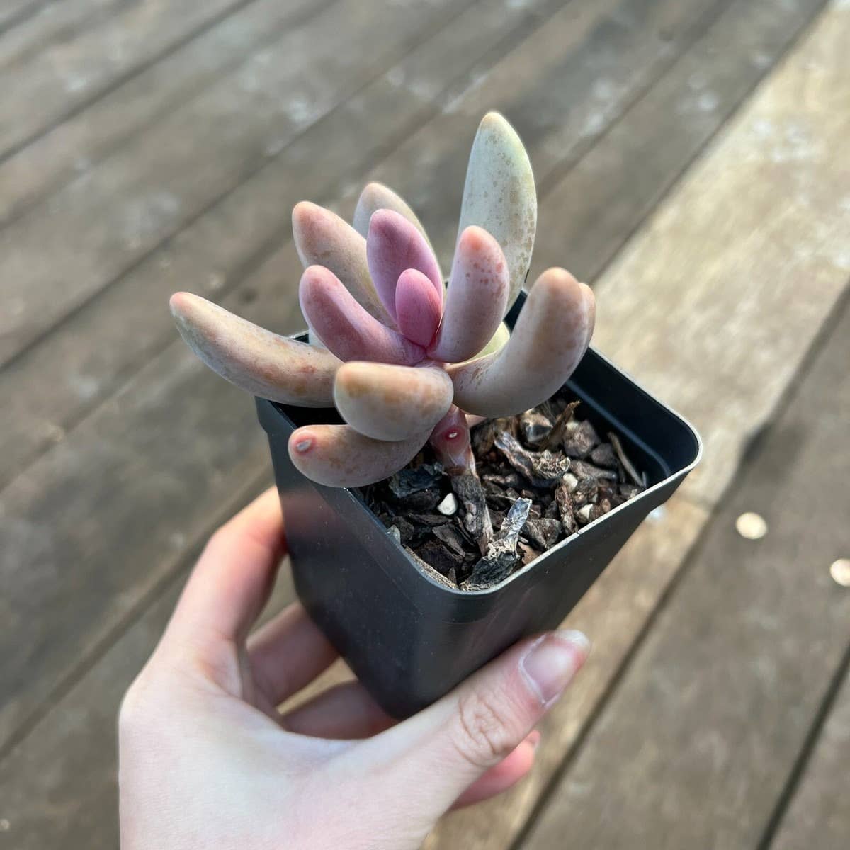 Rare Pachysedum Ganzhou Pink Succulent