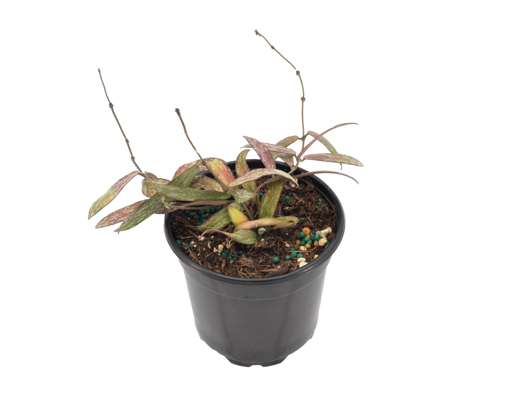 Hoya Sigillatis
