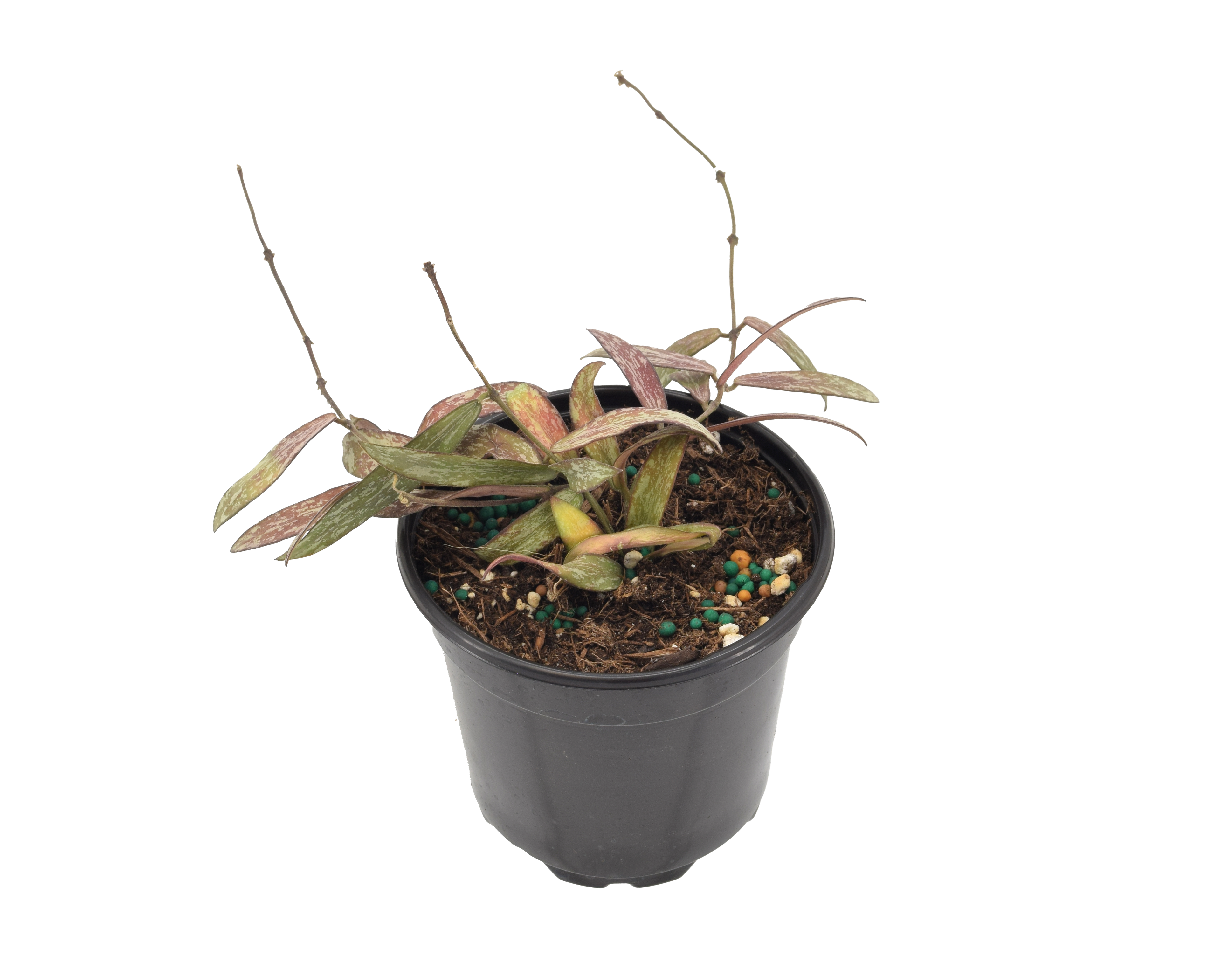 Hoya Sigillatis