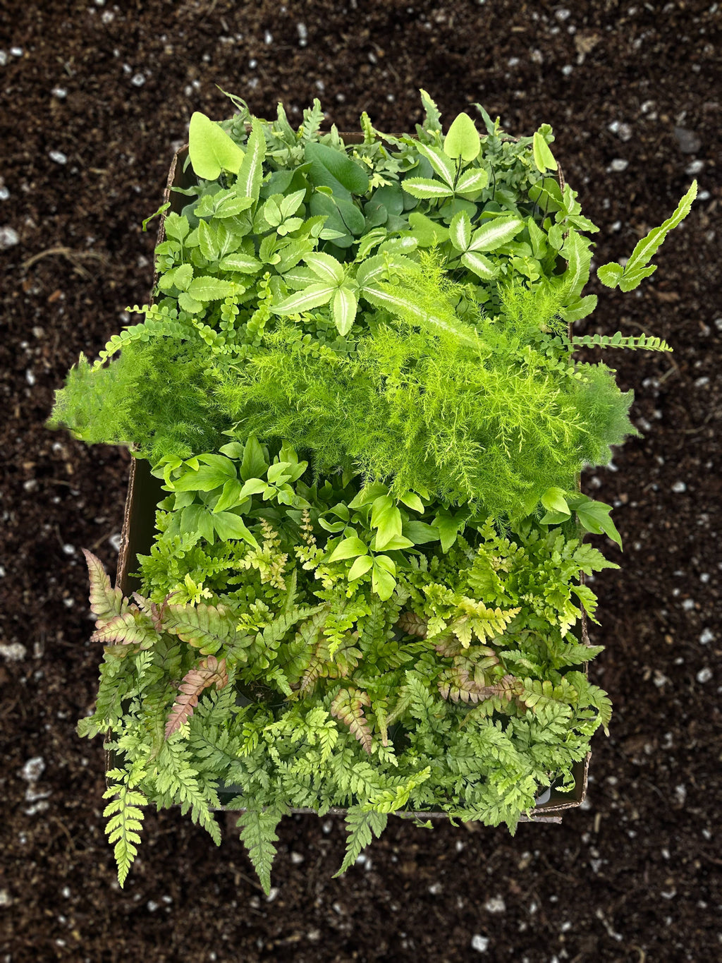 PIXIE Fern Assortment Live Plant 2.5in