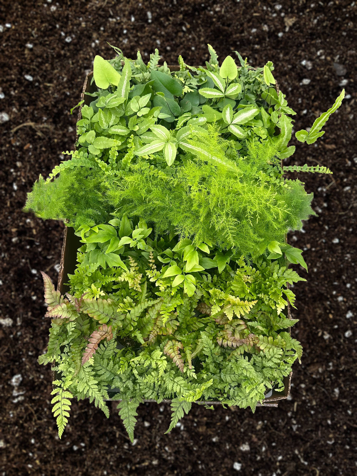 PIXIE Fern Assortment Live Plant 2.5in