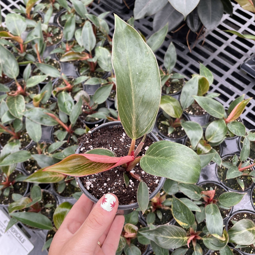 Pink Philodendron Birkin - Live Plant - Rare