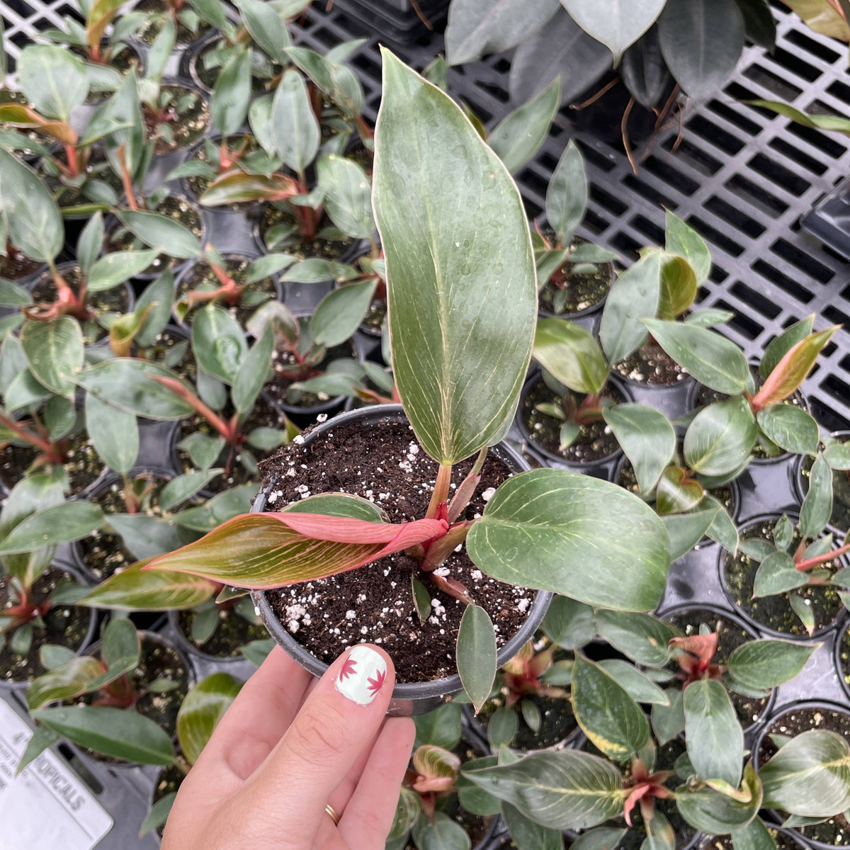 Pink Philodendron Birkin - Live Plant - Rare