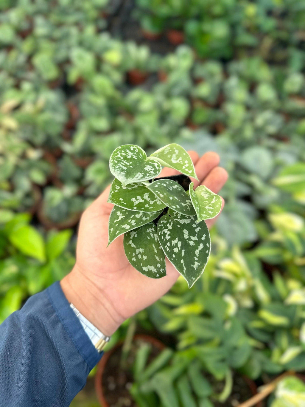 Satin Pothos - Scindapsus Pictus Argyraeus - 2"