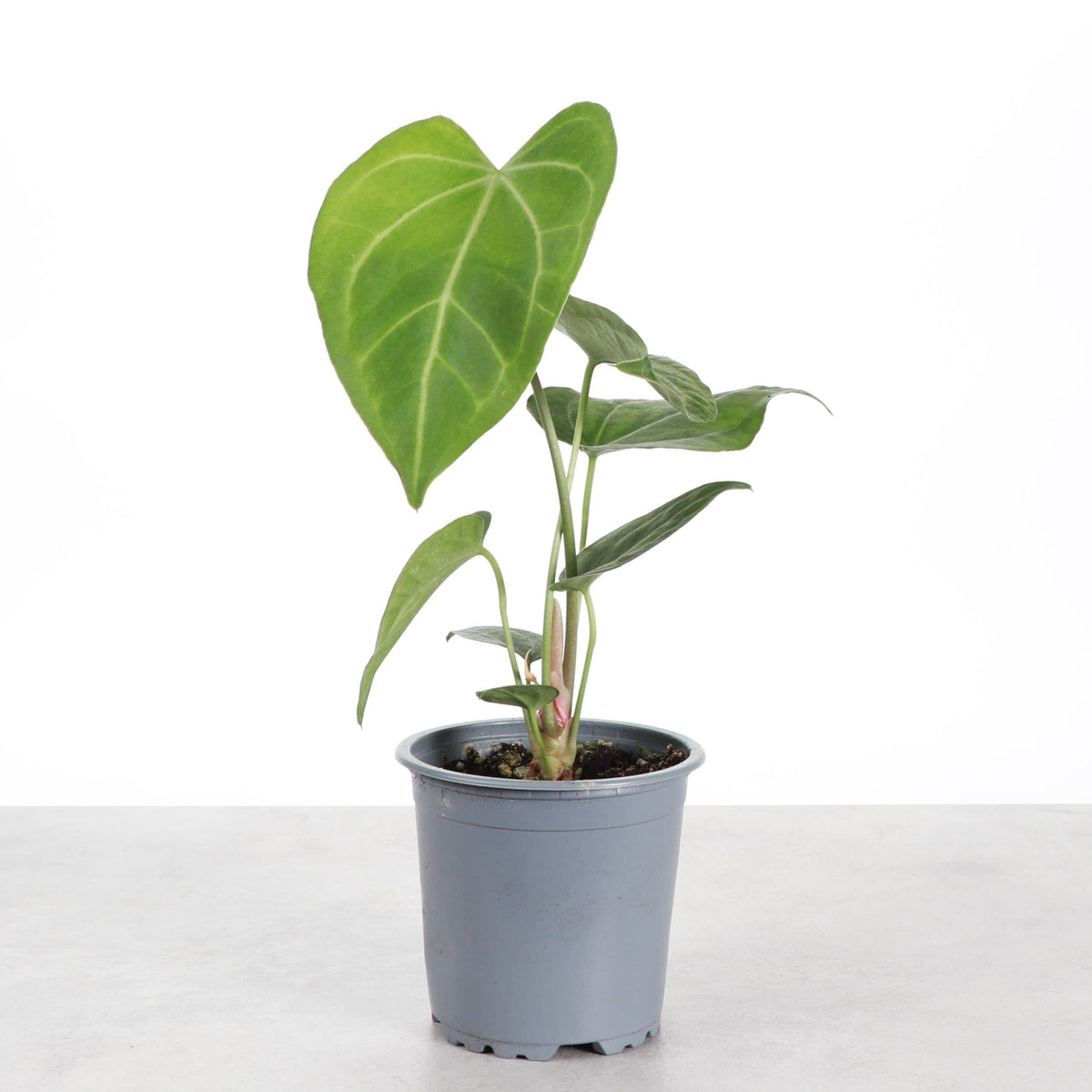 Anthurium Clarinervium - 4" Live Plant