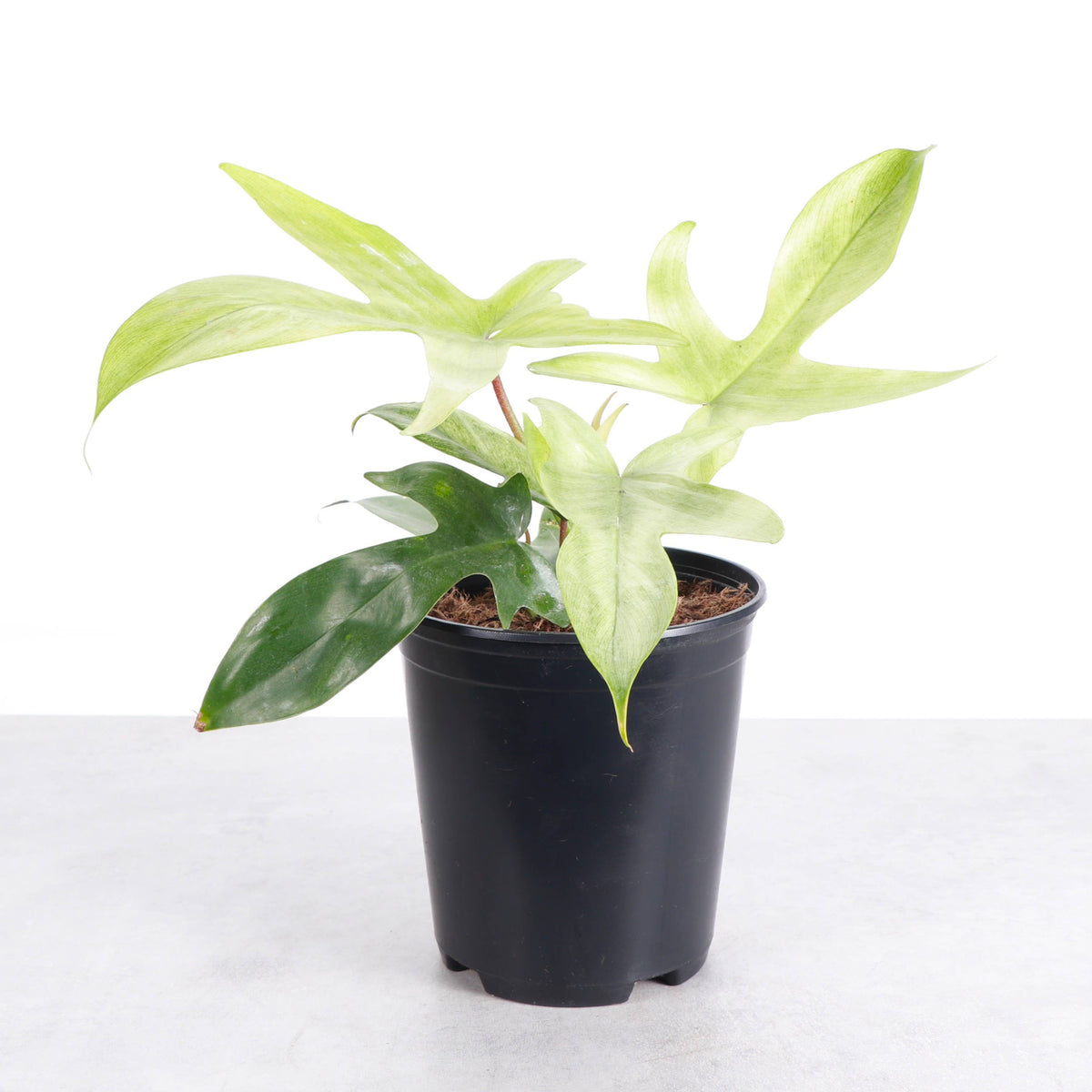 Florida Ghost Philodendron - 5.5" Live Plant - Rare Species