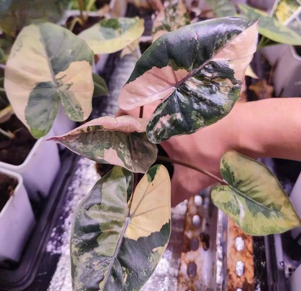 Alocasia "Yucatán Princess" variegated Aurea TC Plantlet