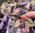 Alocasia "Yucatán Princess" variegated Aurea TC Plantlet