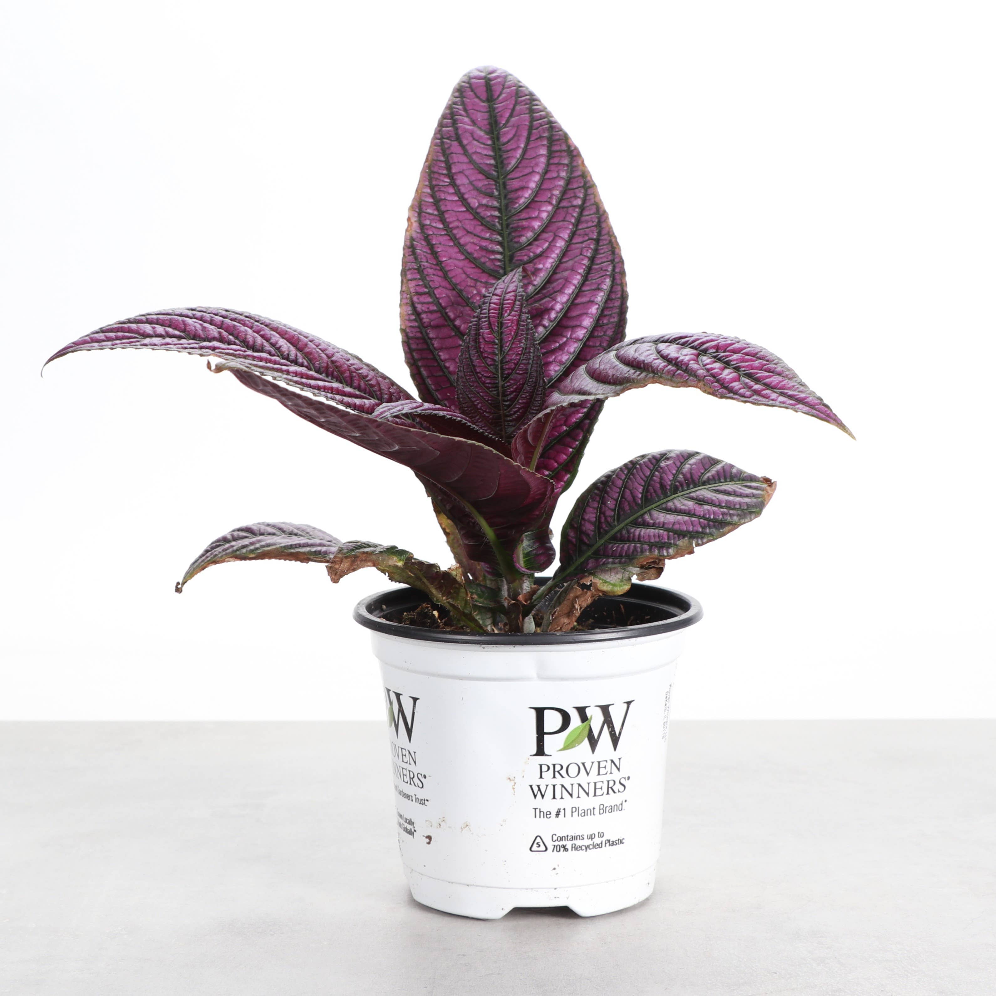 Purple Persian Shield