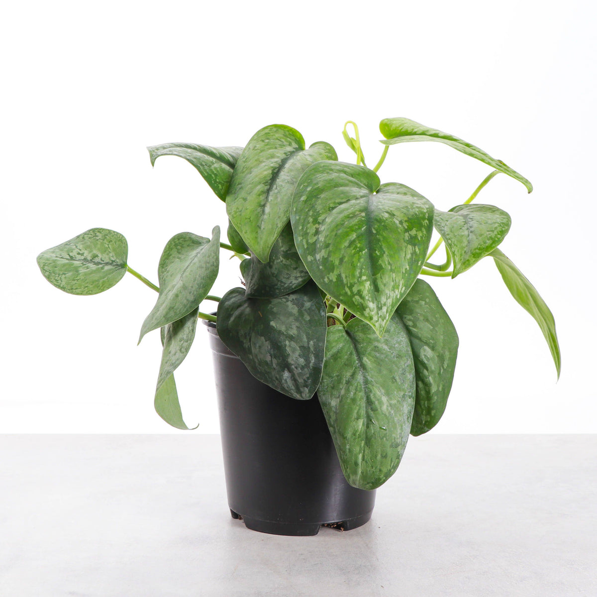 Scindapsus Mount Salak - 6" Live Plant