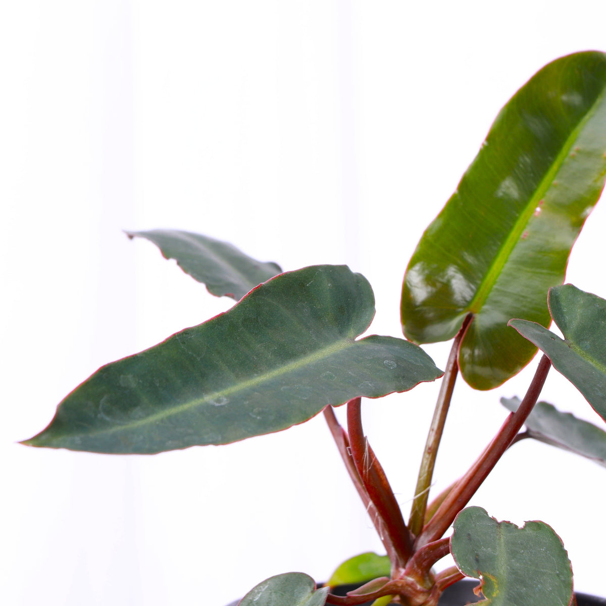 Black Form Philodendron Billietiae - Live Plant - Rare