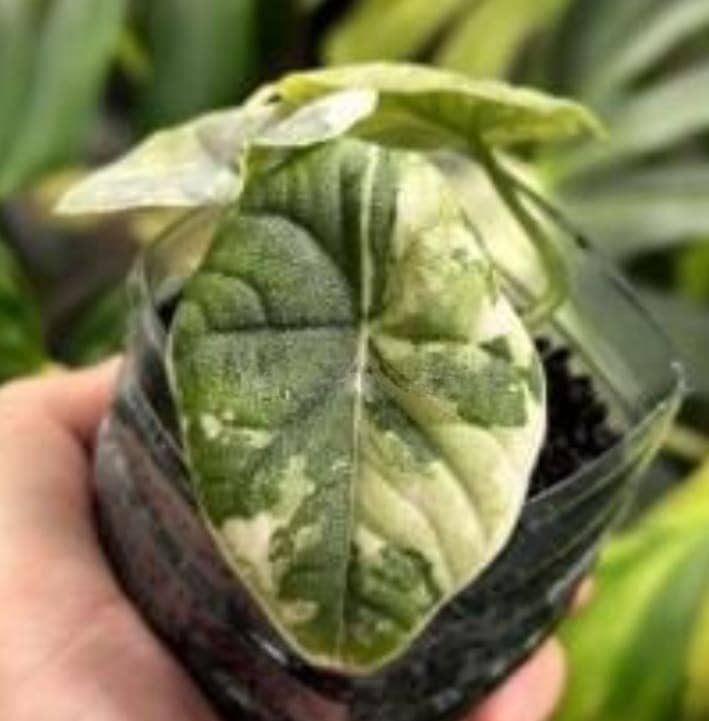 Alocasia melo "Albo" TC Plantlet