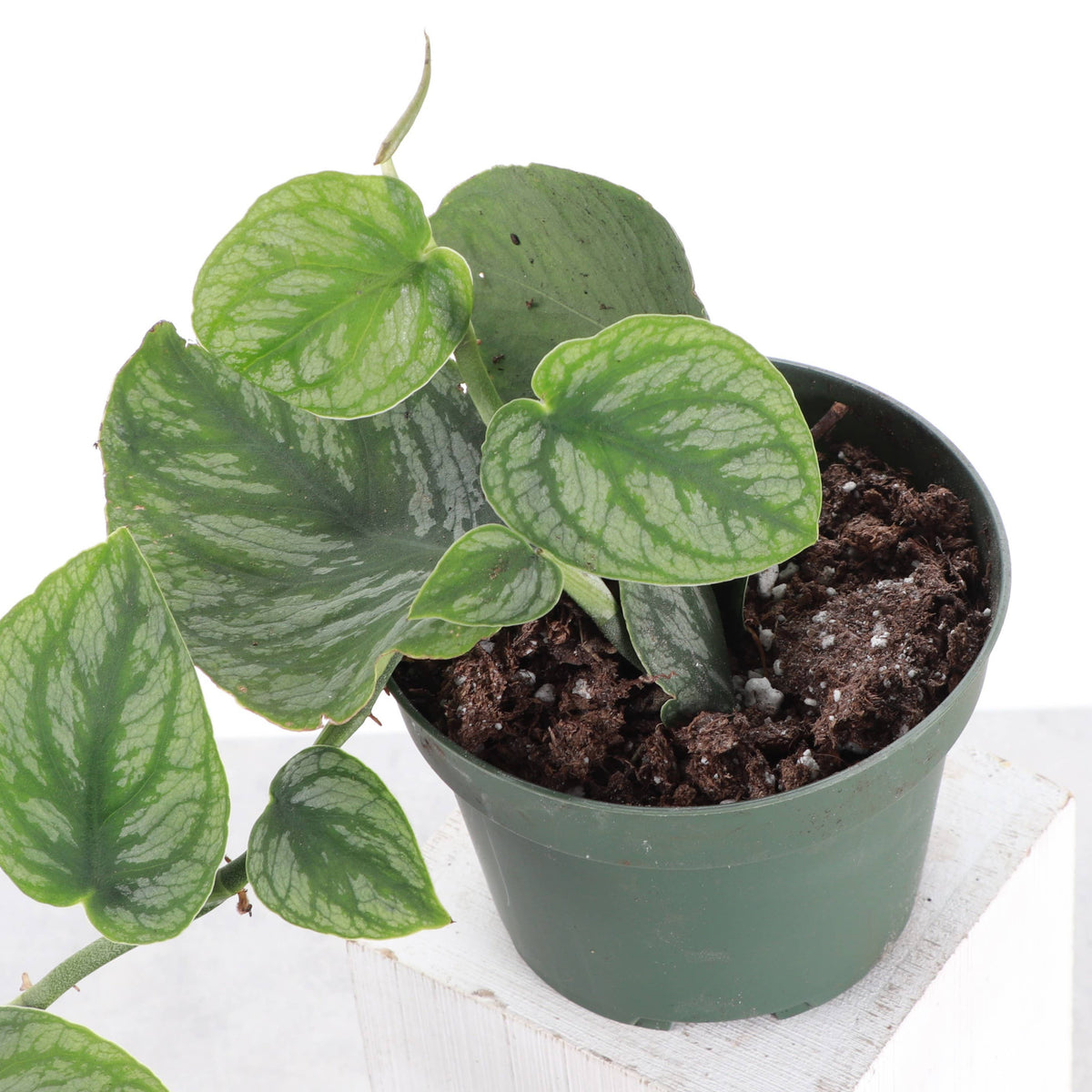 Monstera Dubia - Shingle Plant - 4" Live Plant