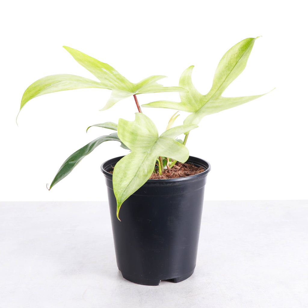 Florida Ghost Philodendron - 5.5" Live Plant - Rare Species